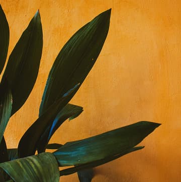 Photo de vegetation