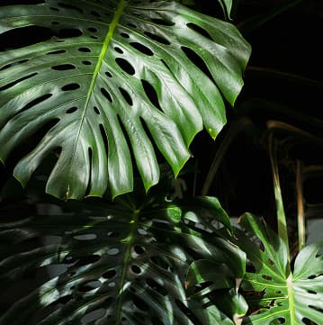 Photo de vegetation